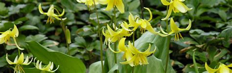 Erythronium Plant Growing & Care Guide for Gardeners.